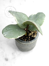 Load image into Gallery viewer, Hoya carnosa &#39;Argentea Picta&#39;
