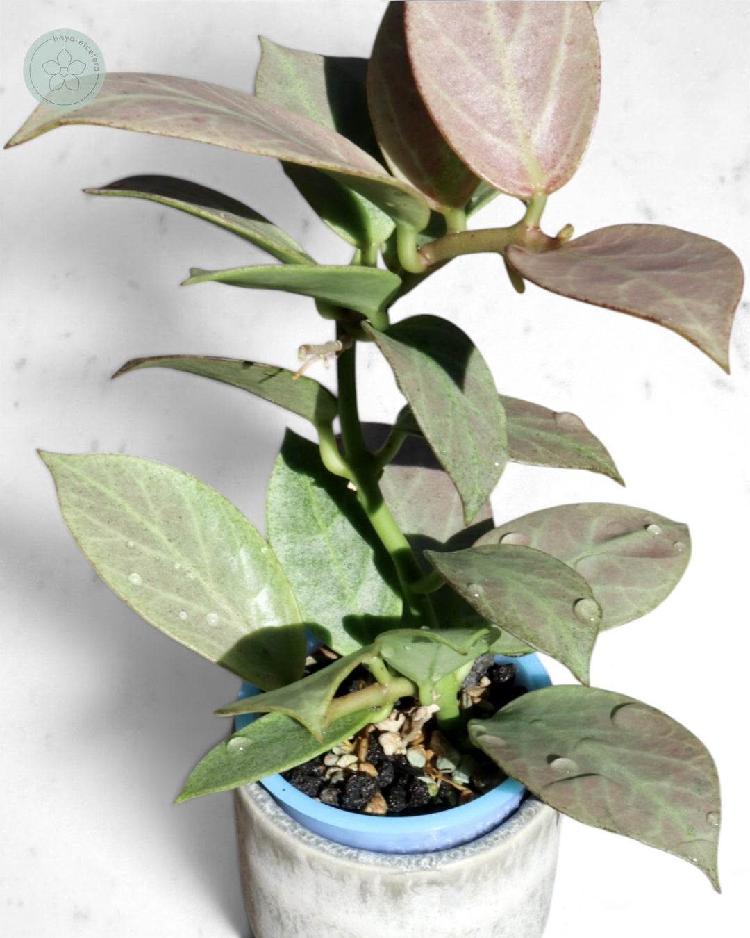 Hoya obscura 'Cryptic Chrome' CML-09-21-A
