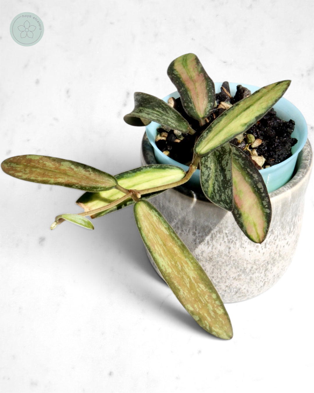 Hoya sigillatis (variegated splash)