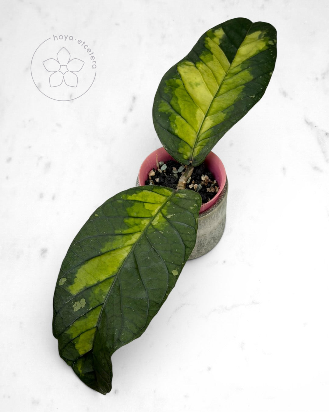 Hoya sp. Aceh 'Ladia Galaska'