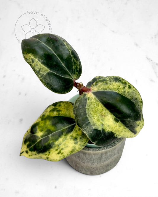 Hoya 'Fantasy' 🌱 cutting