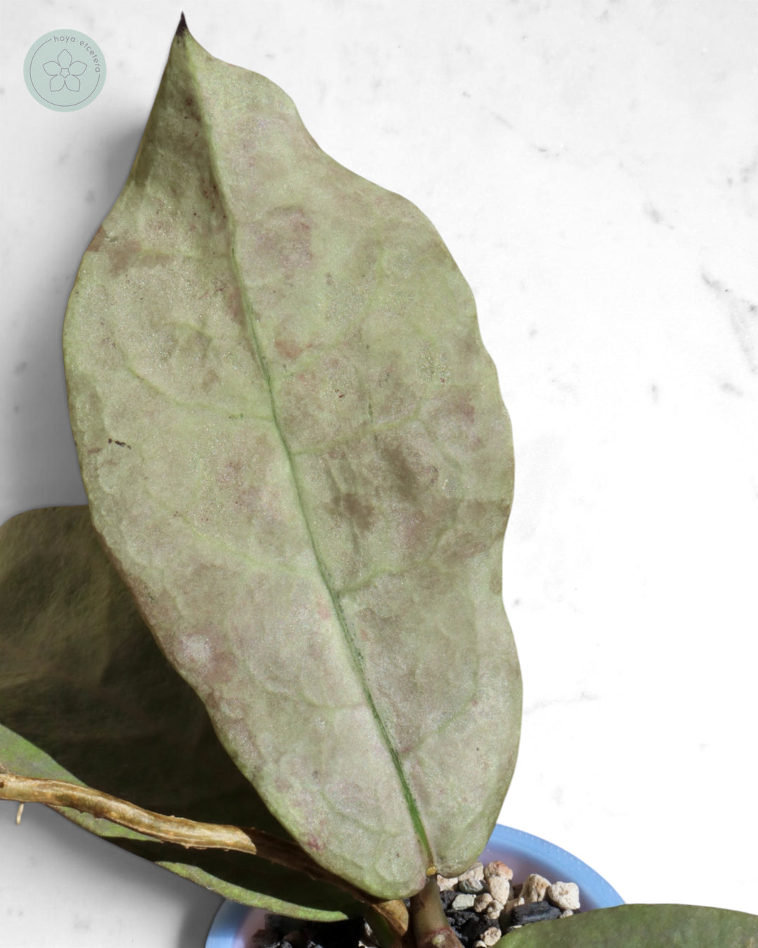Hoya mitrata (Pearl Gold)