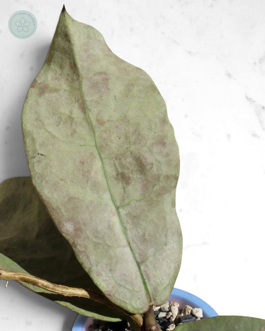 Hoya mitrata (Pearl Gold)