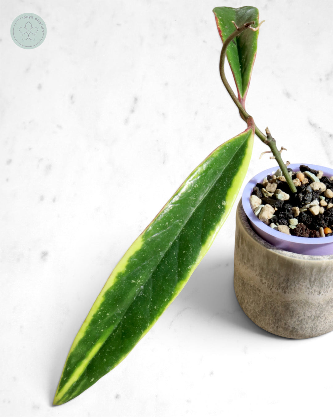 Hoya sulawesiana (albo)