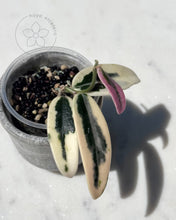 Charger l&#39;image dans la galerie, Hoya lyi &#39;Prism&#39;
