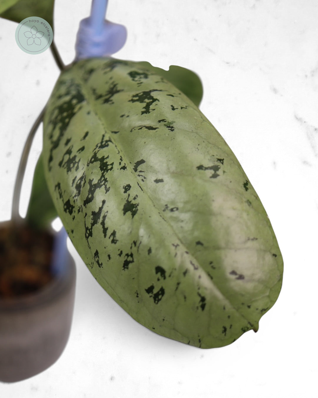 Hoya 'Lorelai'