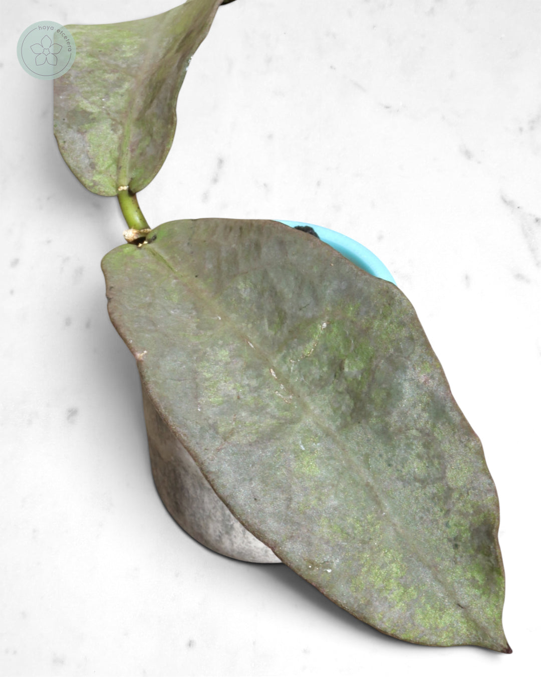 Hoya mitrata (Pearl Gold)