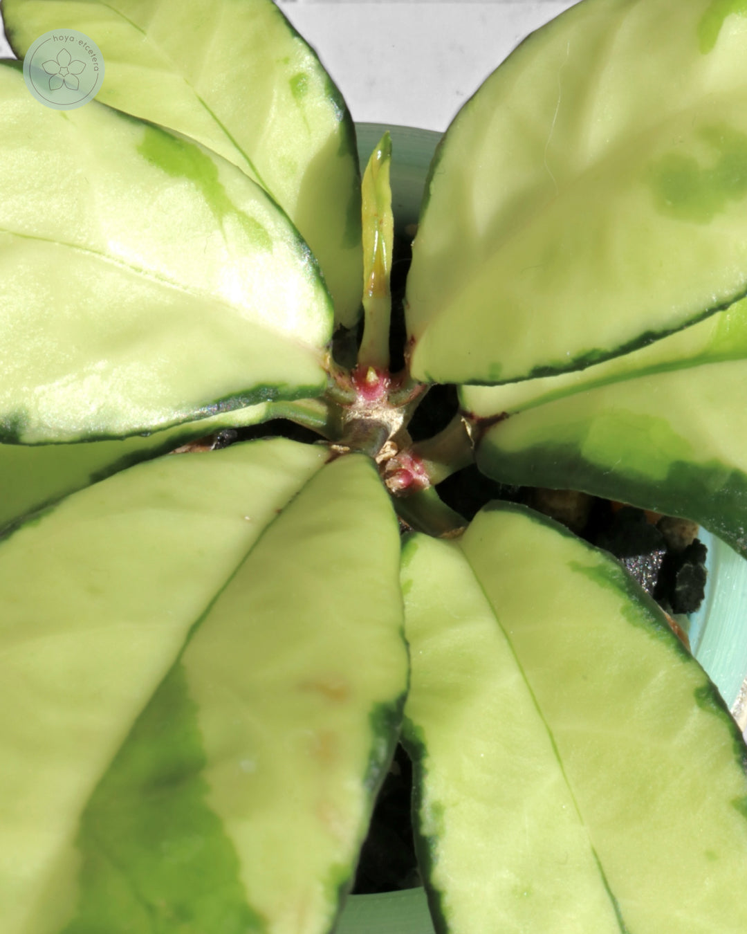 Hoya crassipetiolata (variegated)