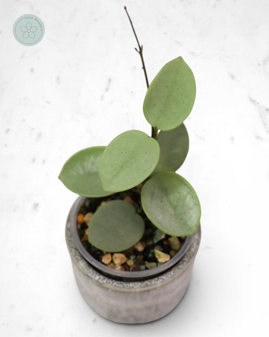 Hoya 'Grey Fairy'