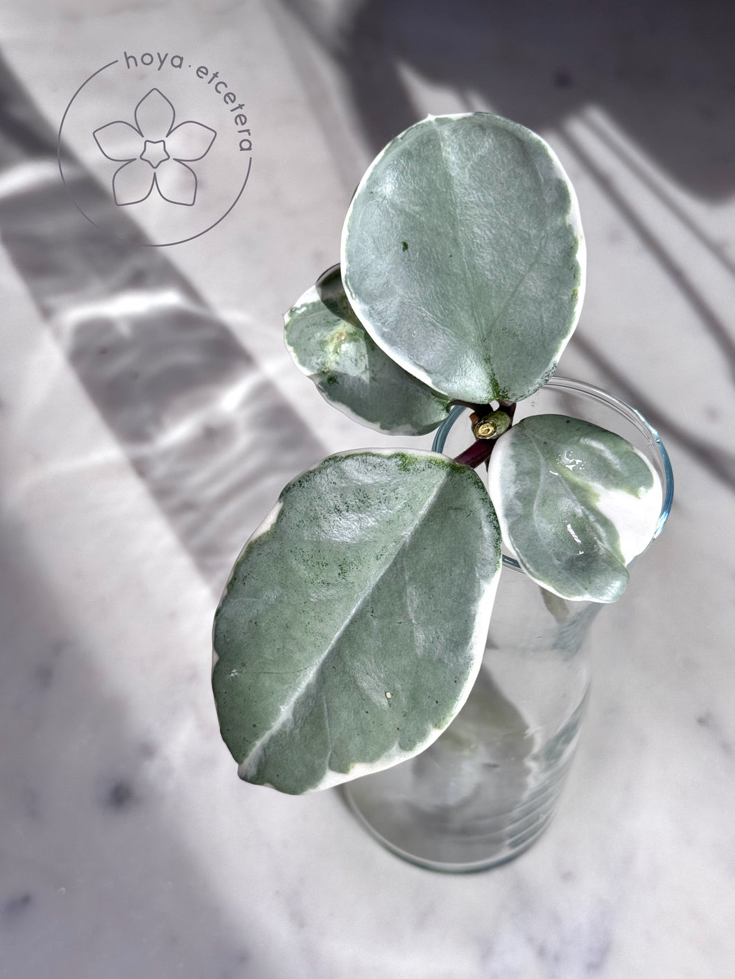 Hoya carnosa 'Argentea Picta' 🌱 cutting