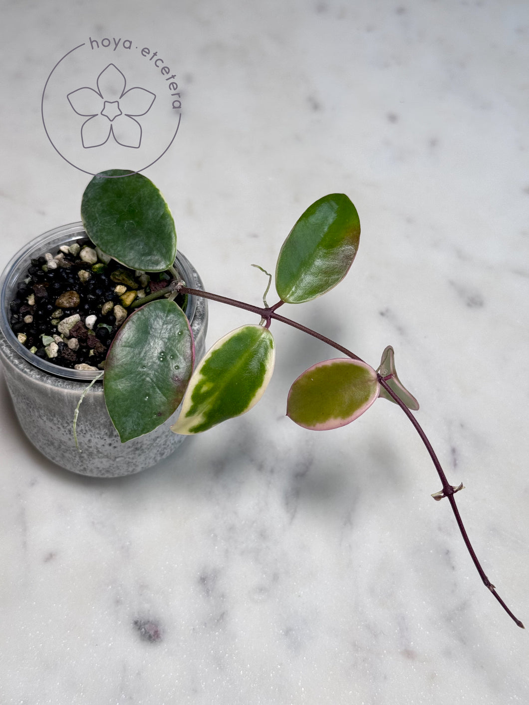 Hoya halophila (outer variegated)