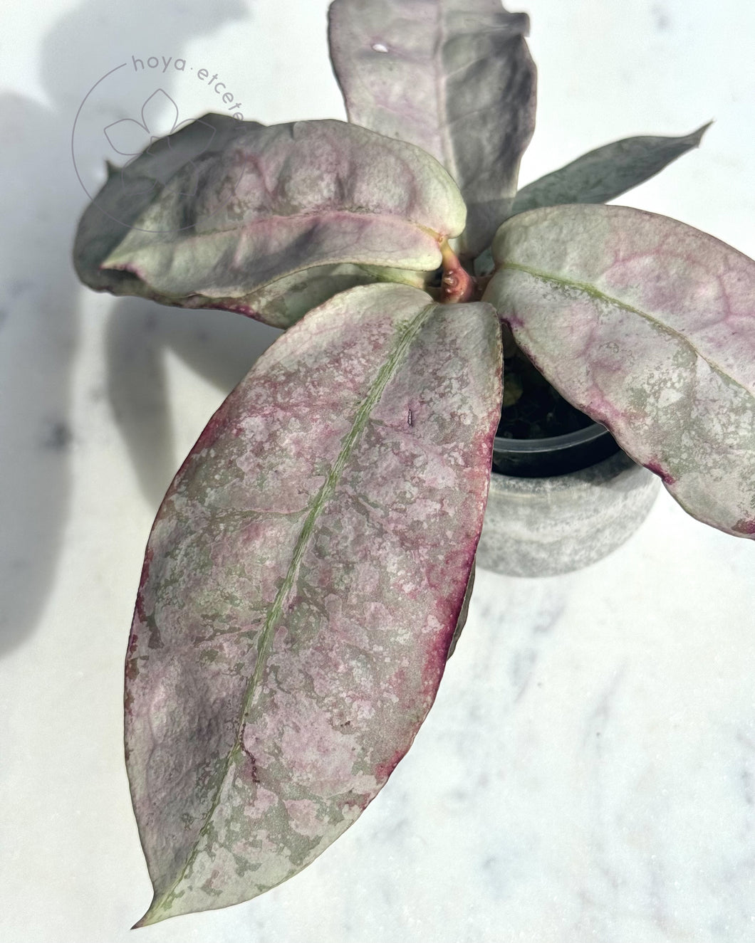Hoya mitrata (sp. Buntok silver AH clone)