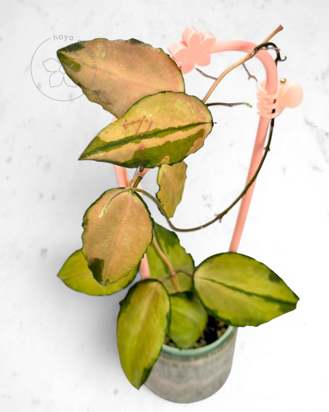 Hoya caudata (variegated)
