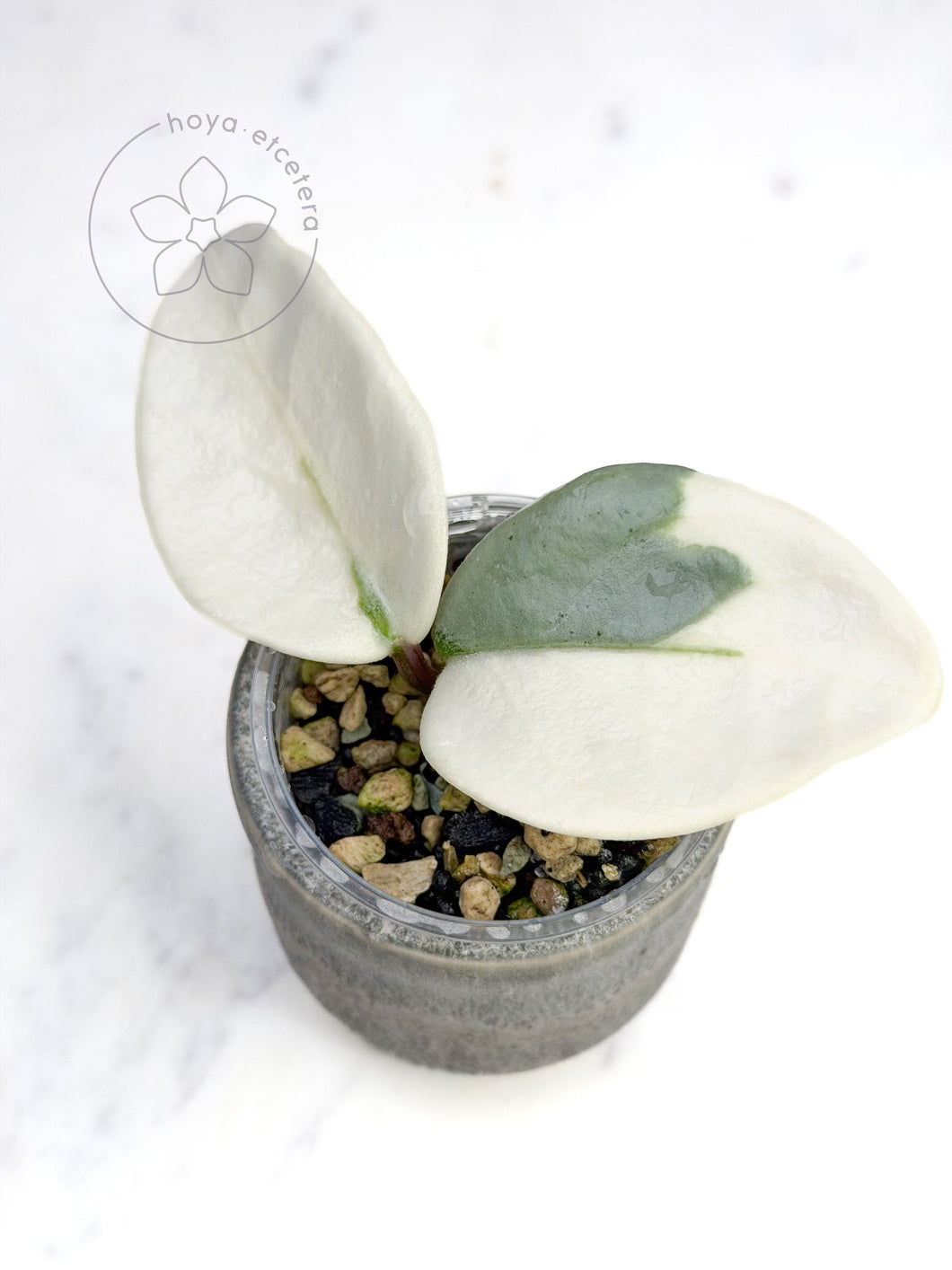 Hoya carnosa 'Argentea Picta'