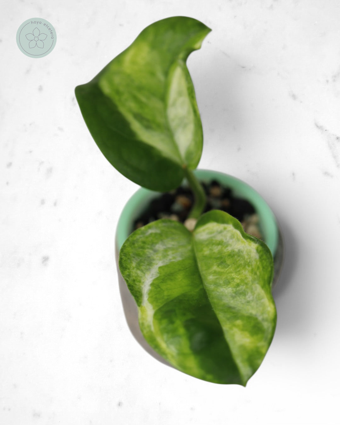 Hoya australis (peridot)