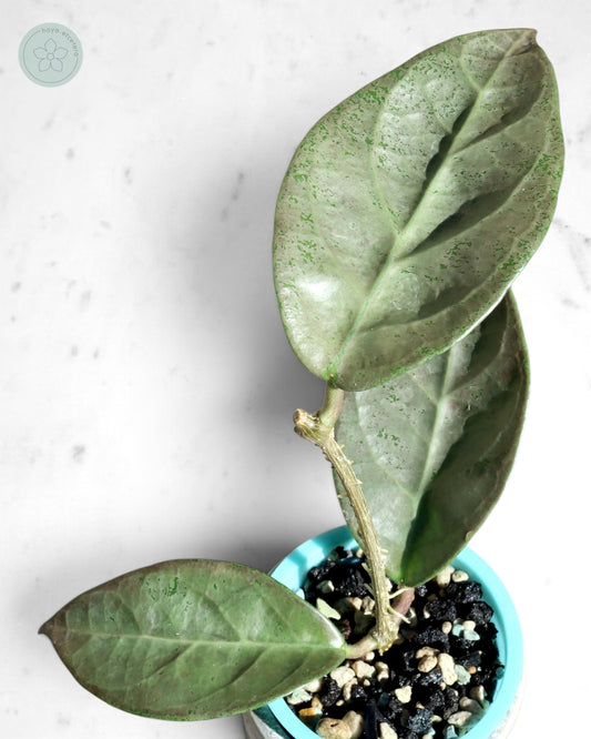 Hoya sp. Lai Chau (silver)