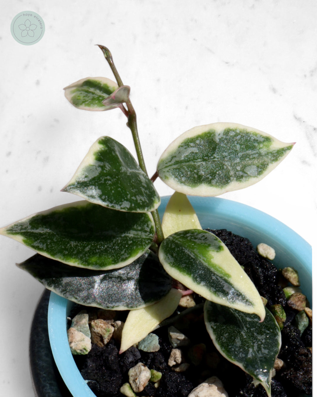 Hoya lacunosa 'Lumina'