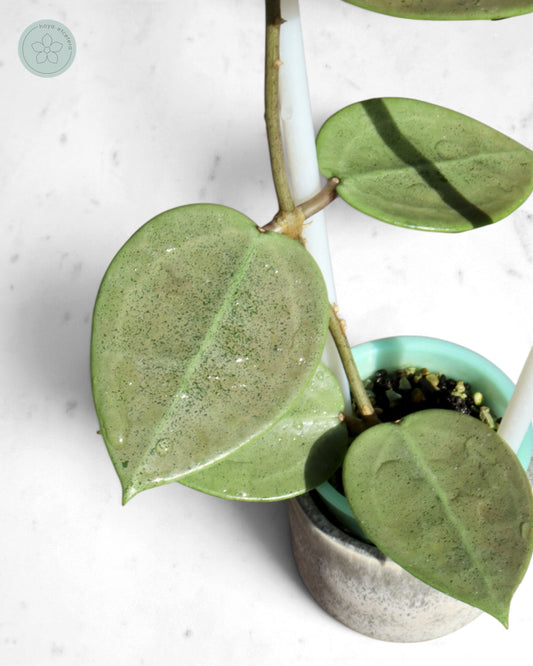 Hoya verticillata (silver heart)