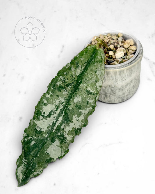 Hoya undulata (Clone 1 silver)