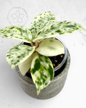 Load image into Gallery viewer, Hoya carnosa 'Madara' (Snow Angel)
