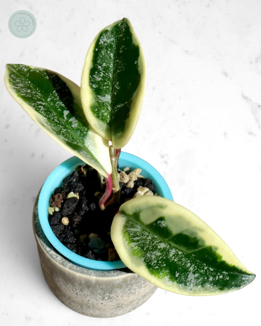 Hoya 'Krimson Queen' (splash)