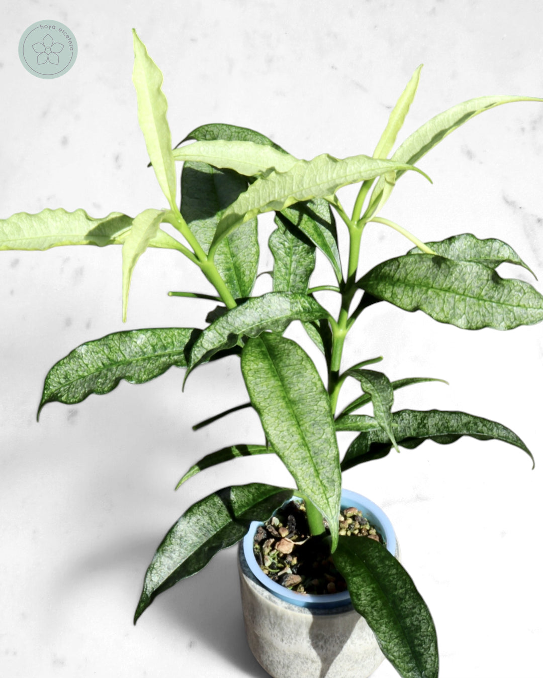 Hoya irisae (silver)
