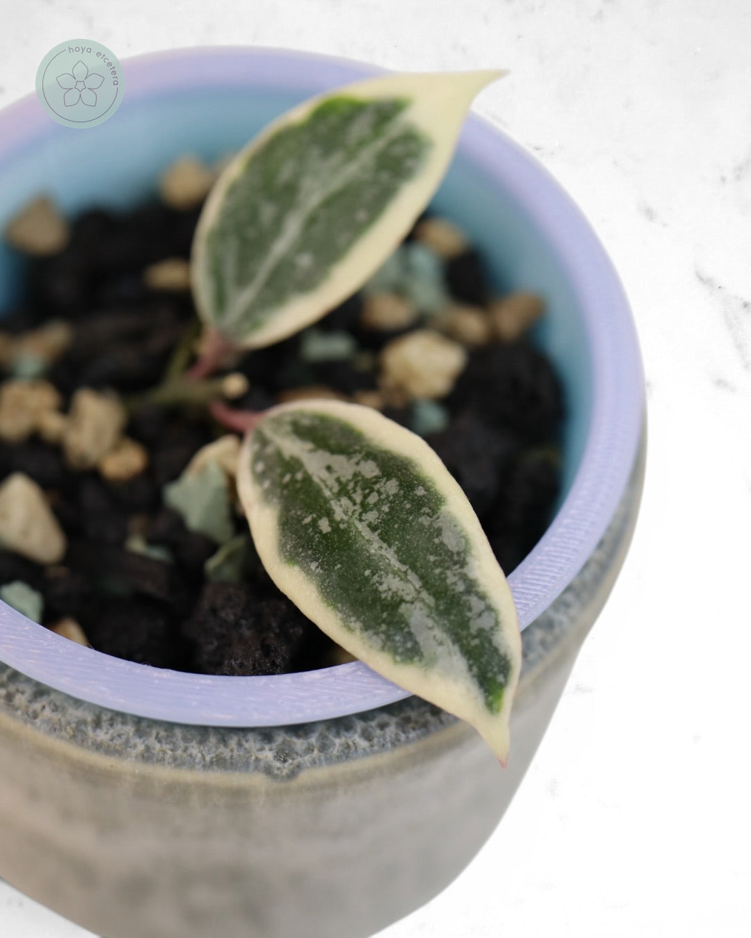Hoya lacunosa 'Lumina'