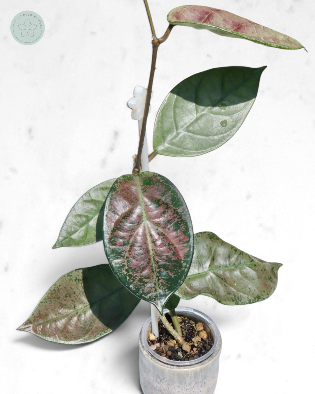 Hoya sp. Lai Chau (silver)