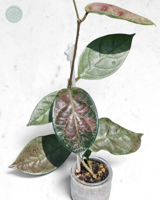 Hoya sp. Lai Chau (silver)
