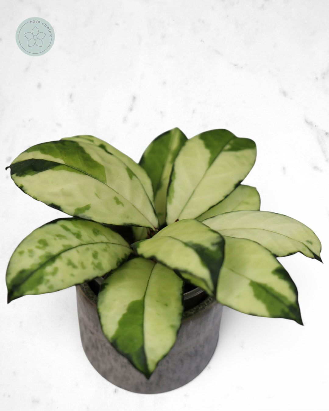 Hoya crassipetiolata (variegated)