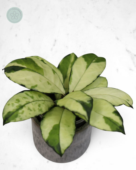 Hoya crassipetiolata (variegated)