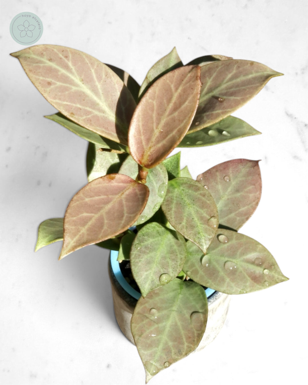 Hoya obscura 'Cryptic Chrome' CML-09-21-A