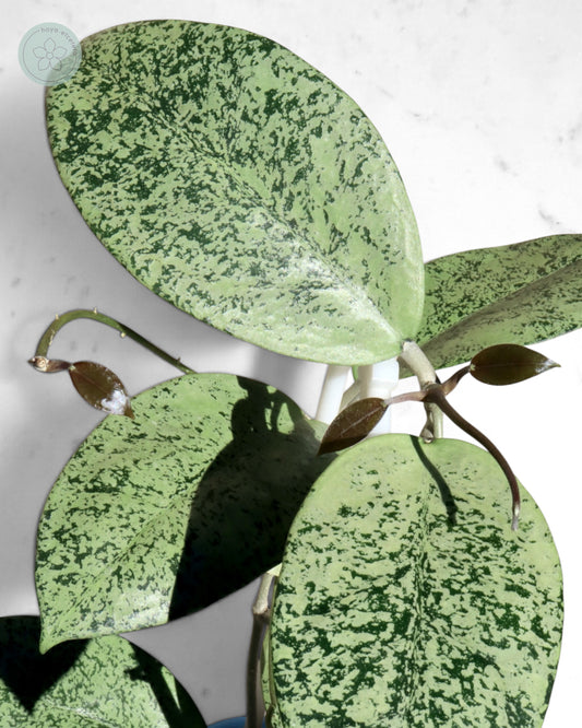 Hoya sp. Ponorogo (silver)