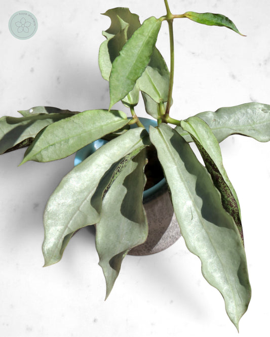 Hoya mitrata (sp. Buntok silver AH clone)