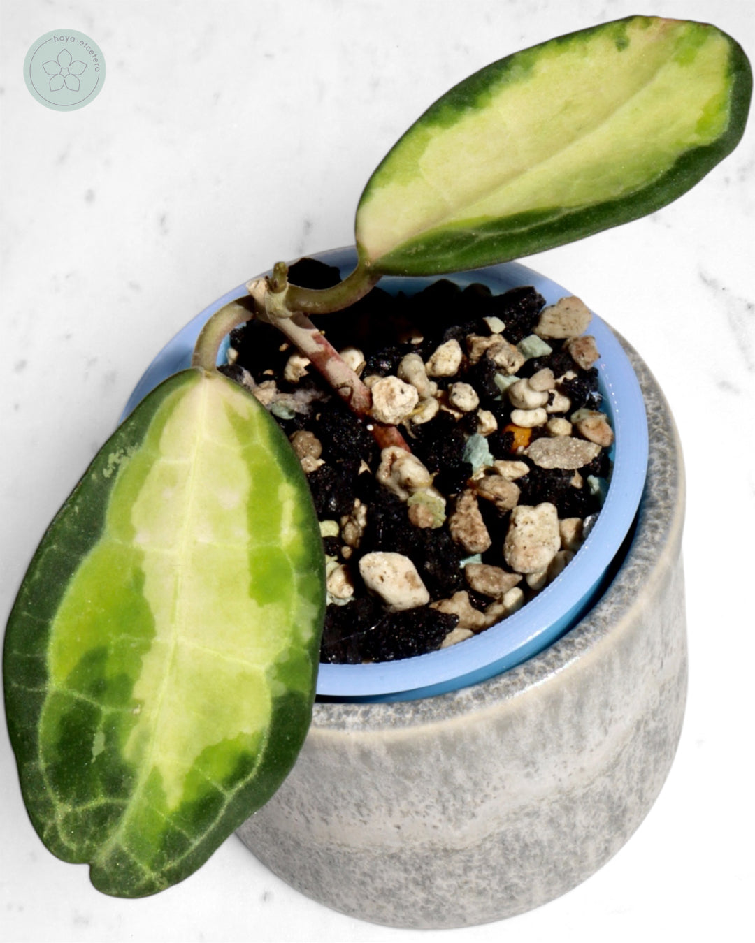 Hoya elliptica (variegated)