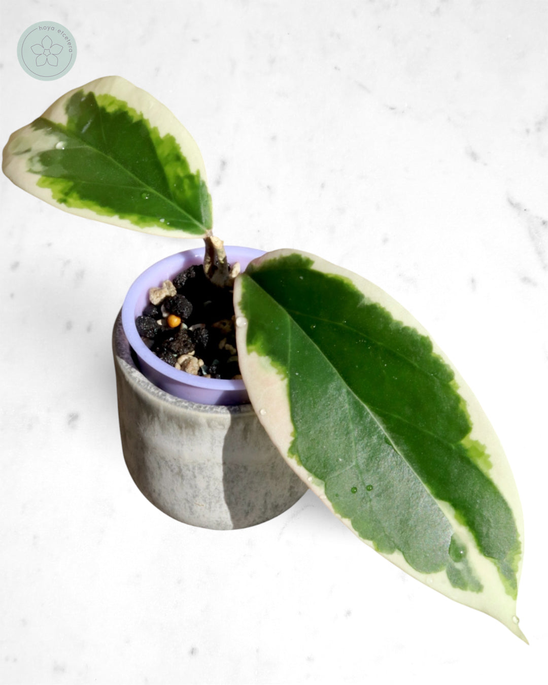 Hoya ilagiorum (albo)
