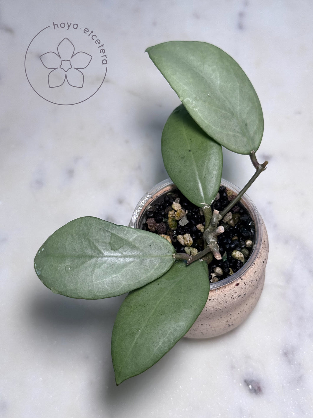 Hoya erythrostemma (silver)