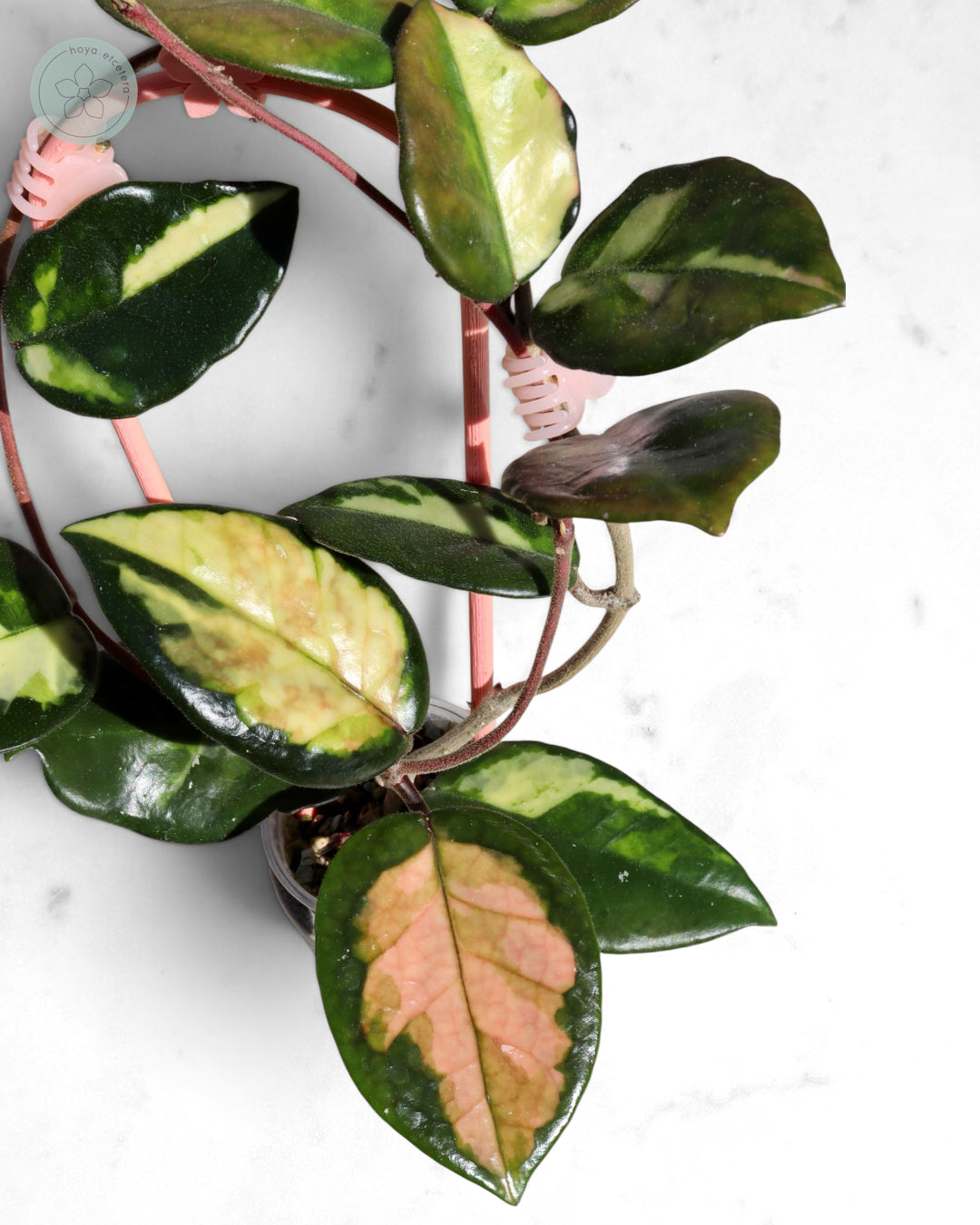 Hoya 'Momo'
