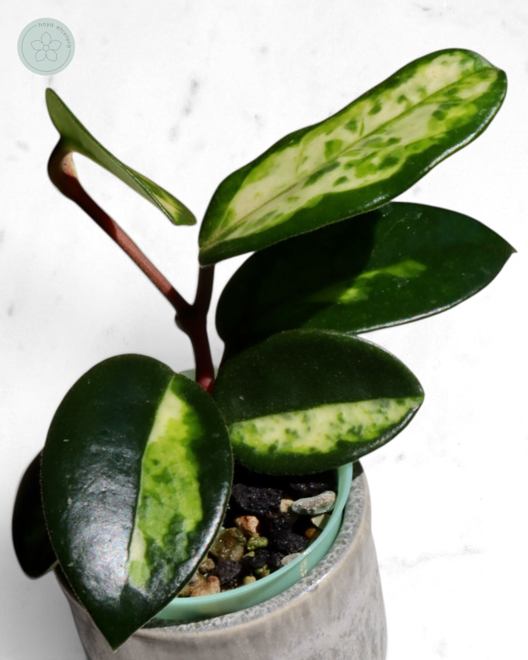 Hoya carnosa 'Madara' (Green Edge)