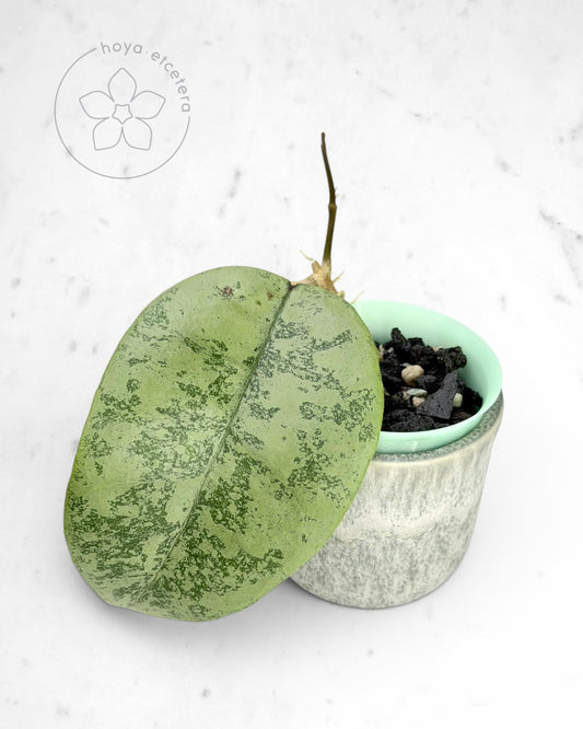 Hoya sp. Gunung Gading (Borneo silver)