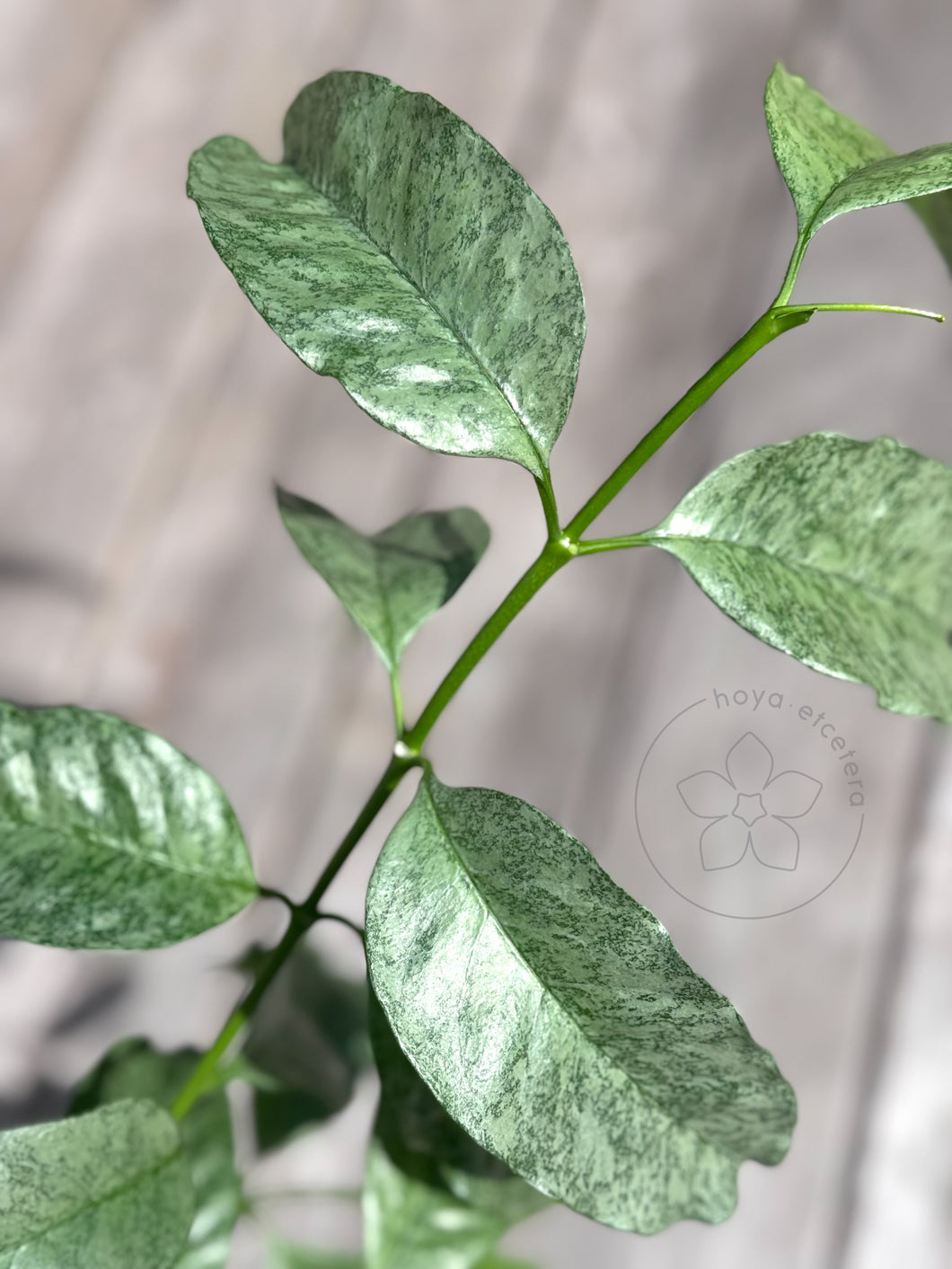 FREE multiflora silver cutting on $200+ orders