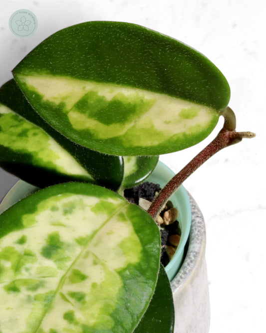 Hoya carnosa 'Madara' (Green Edge)