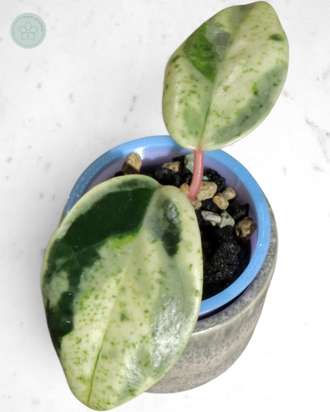 Hoya carnosa 'Madara' (Snow Angel)