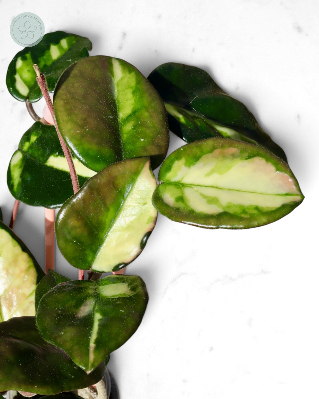 Hoya 'Momo'