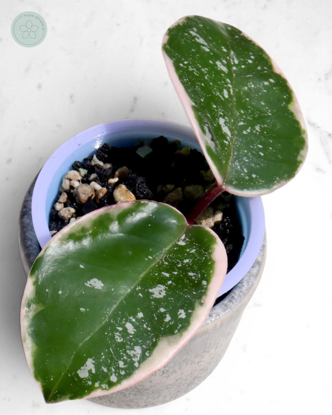 Hoya 'Krimson Queen' (splash)