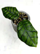 Load image into Gallery viewer, Hoya callistophylla &#39;Chibi&#39;
