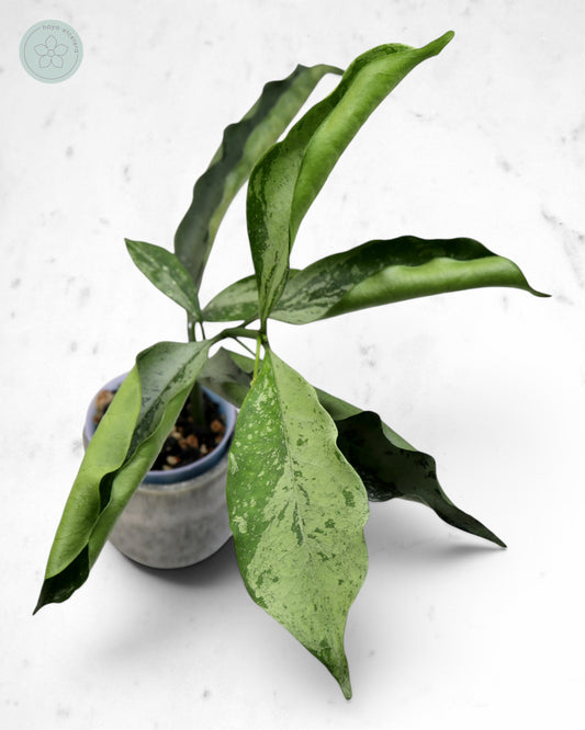 Hoya occultata (silver)