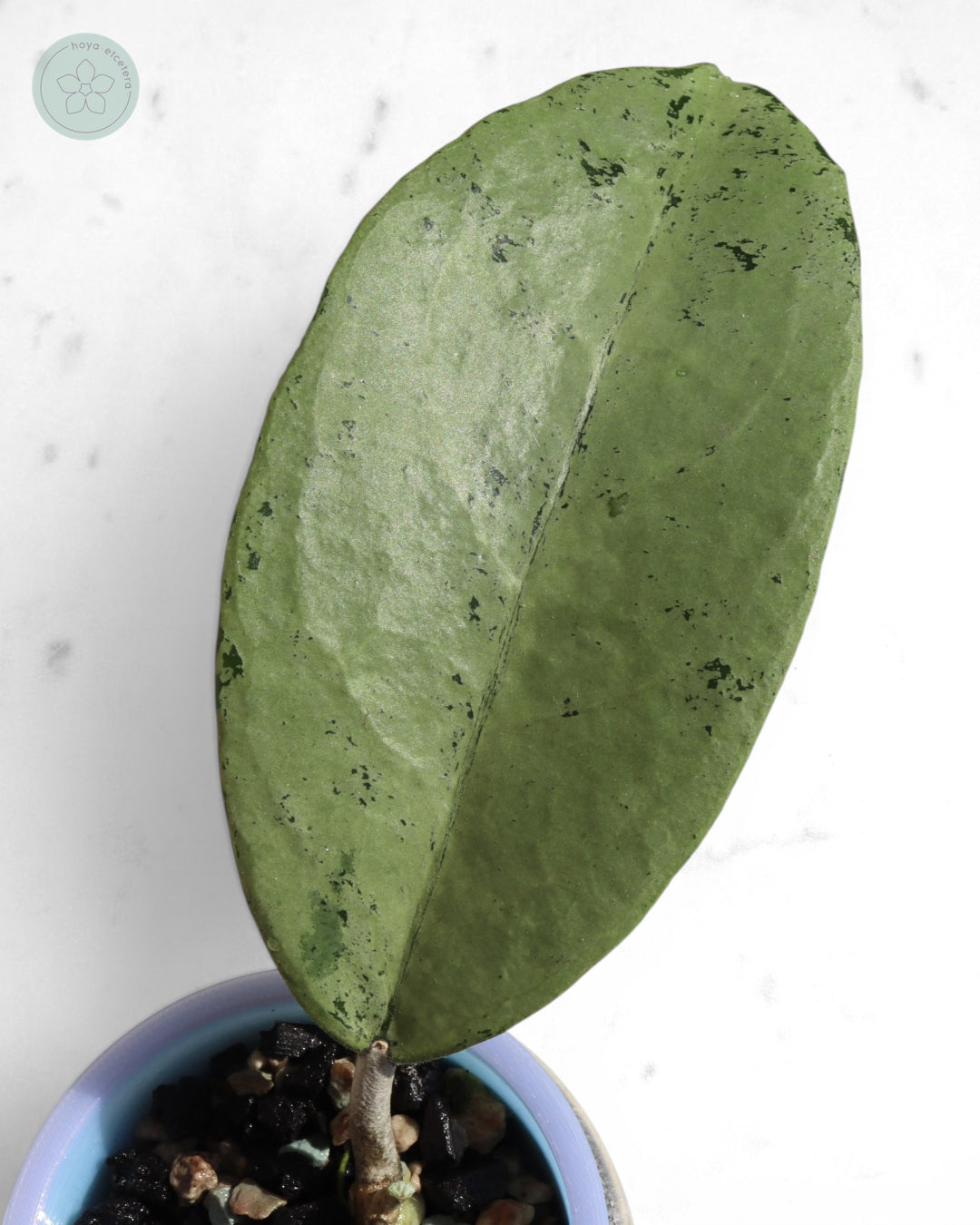 Hoya 'Emperor' (silver)