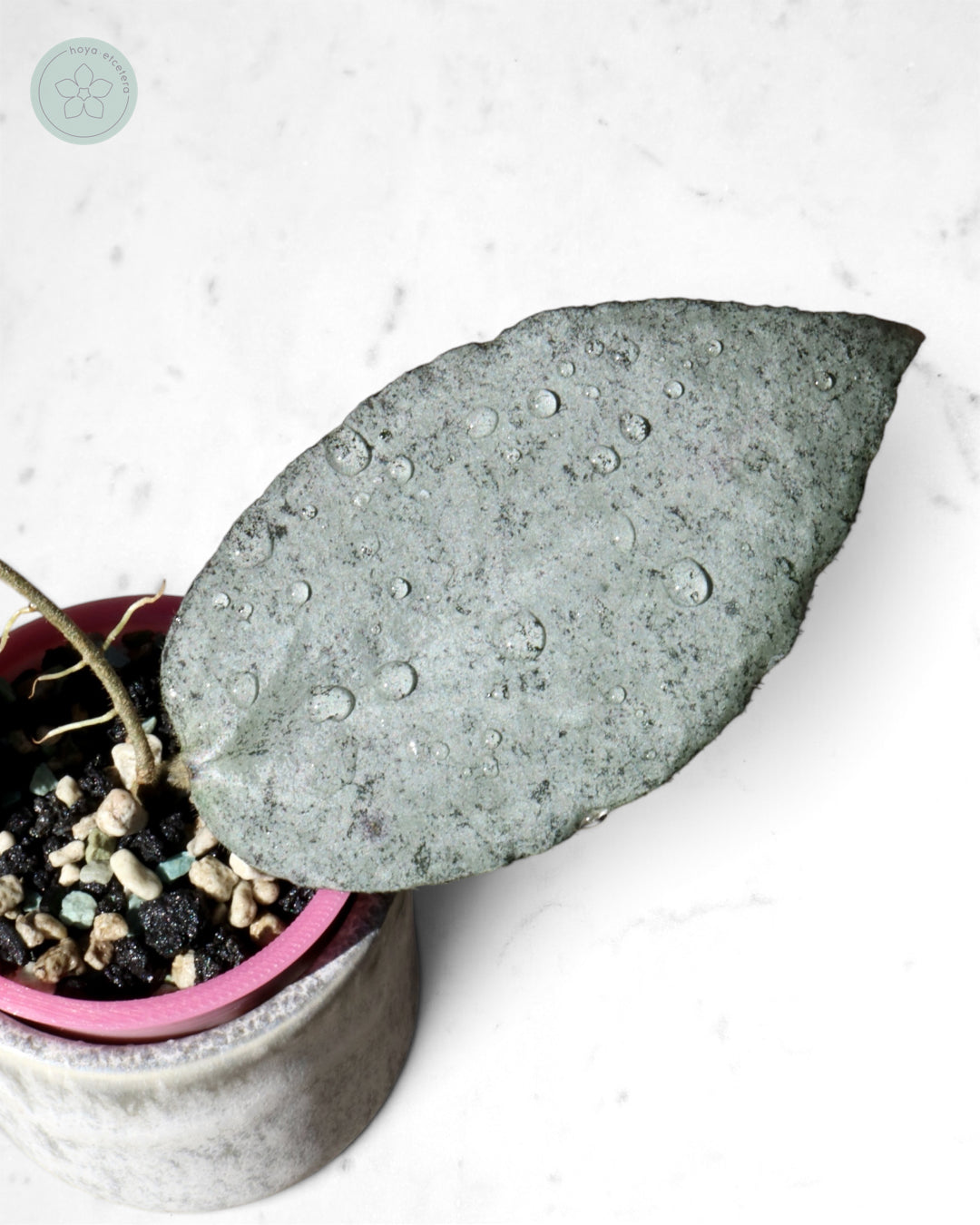Hoya caudata 'Argene'