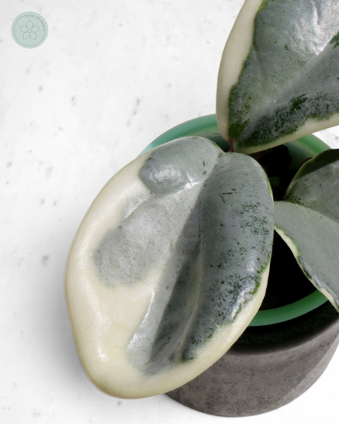 Hoya carnosa 'Argentea Picta'